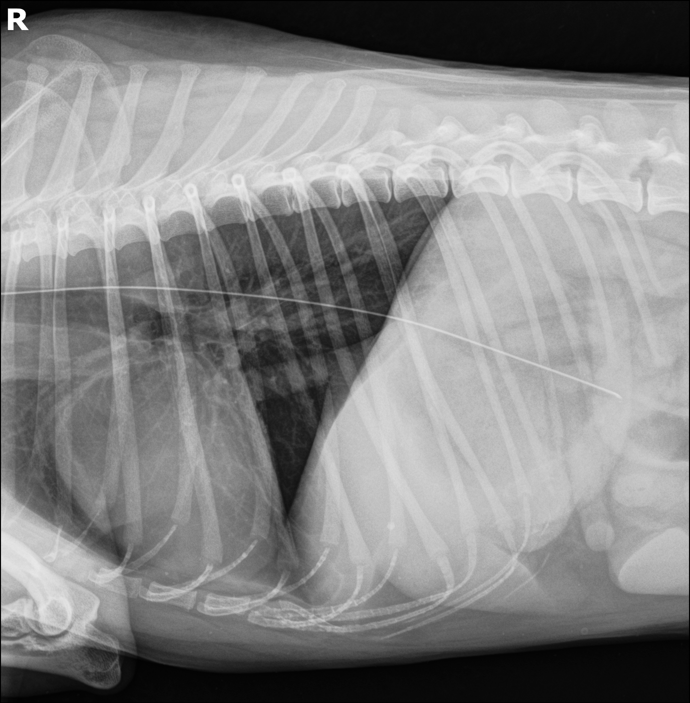 DICOM radiograph